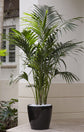 Kentia Palm - Live Plant in an 10 Inch Growers Pot - Howea Forsteriana - Beautiful Clean Air Indoor Outdoor Houseplant