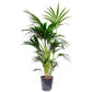 Kentia Palm - Live Plant in an 10 Inch Growers Pot - Howea Forsteriana - Beautiful Clean Air Indoor Outdoor Houseplant