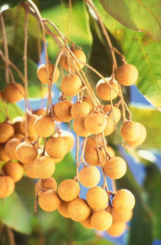 Longan Tree - Live Plant in a 10 Inch Growers Pot - Dimocarpus Longan - Tropical Fruit Trees for The Patio and Garden