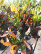 Croton Mammy - Live Plant in a 4 Inch Pot - Codiaeum &