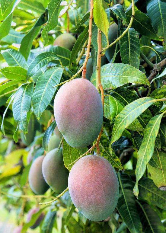 Mango Tree - Live Fruit Tree in a 3 Gallon Pot - Mangifera Indica &