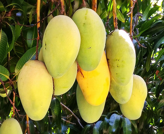 Mango Tree - Live Fruit Tree in a 3 Gallon Pot - Mangifera Indica &