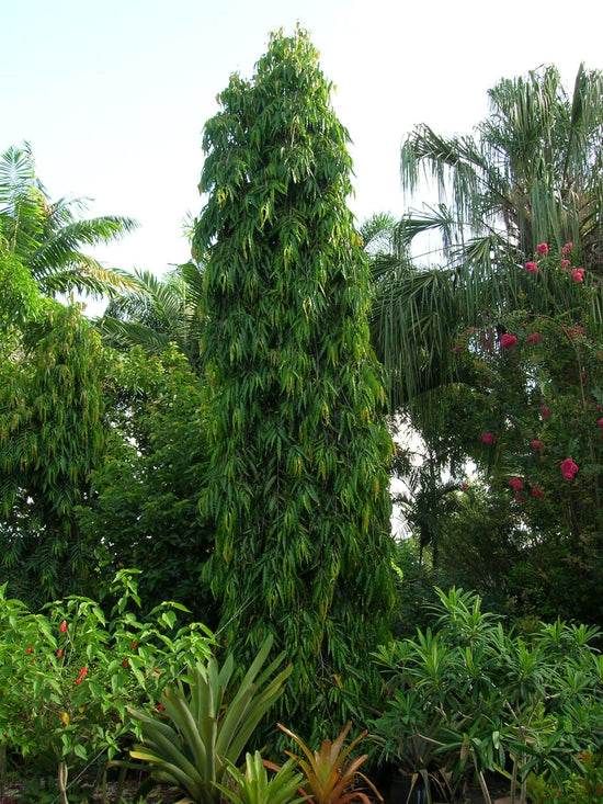 Mast Tree - Live Plant in a 3 Gallon Growers Pot - Polyalthia Longifolia - Extremely Rare Ornamental Trees of The World