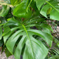 Monstera Deliciosa Plant - Live Plant in a 6 Inch Pot - Monstera Deliciosa - Beautiful Easy to Grow Air Purifying Indoor Plant