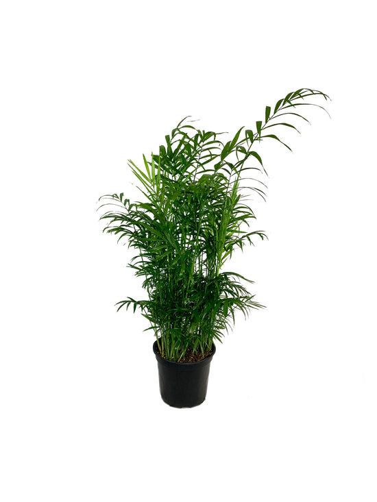 Neanthe Bella Parlor Palm - Live Plant in a 6 Inch Pot - Chamaedorea Elegans - Beautiful Clean Air Indoor Houseplant