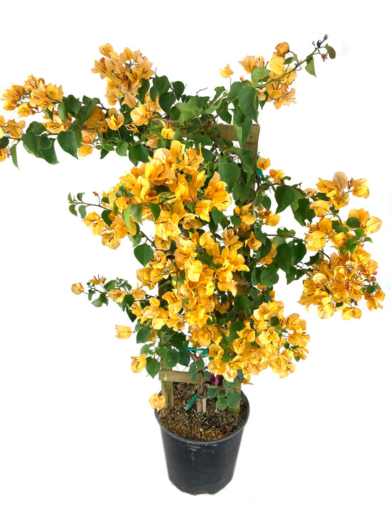 Orange Bougainvillea with Trellis - Live Plant in a 3 Gallon Pot - Beautiful and Vibrant Flowering Shrub