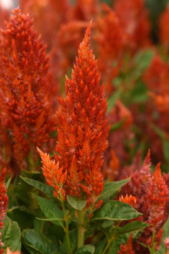 Orange Celosia - Live Plant in a 4 inch Pot - Beautiful Flowering Annuals for Gardens and Patios - Finished Plants Ready for The Garden