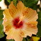 Orange Hibiscus Tree - Live Plant in a 3 Gallon Pot - Standard - Hibiscus Rosa Sinensis - Beautiful and Stunning Flowering Tree from Florida - Great for The Patio and Garden