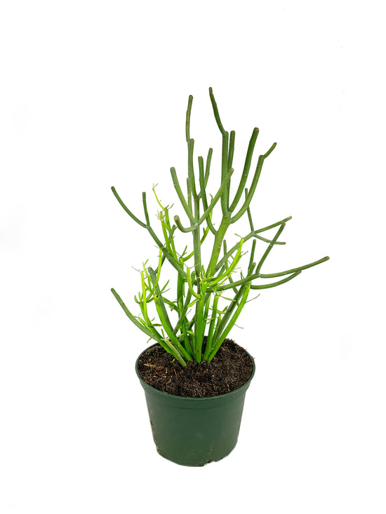 Pencil Cactus - Live Plant in a 6 Inch Pot - Euphorbia Tirucalli - Beautiful Indoor Outdoor Succulent Houseplant