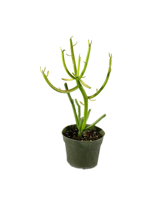 Pencil Cactus - Live Plant in a 4 Inch Pot - Euphorbia Tirucalli - Beautiful Indoor Succulent Houseplant