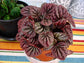 Peperomia Schumi Red - Live Plant in a 4 Inch Pot - Peperomia Caperata Schumi Red - Beautiful Clean Air Indoor Plant