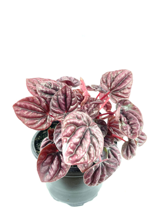 Peperomia Schumi Red - Live Plant in a 4 Inch Pot - Peperomia Caperata Schumi Red - Beautiful Clean Air Indoor Plant