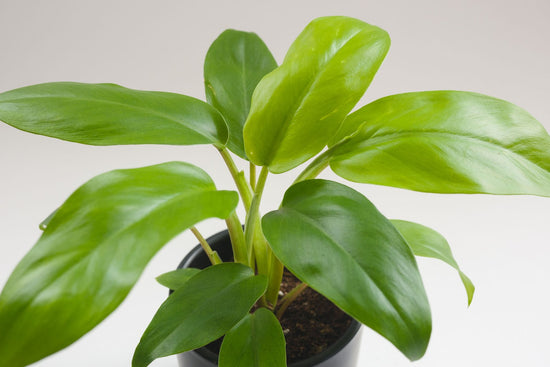 Philodendron Eva - Live Plant in a 4 Inch Growers Pot - Philodendron &