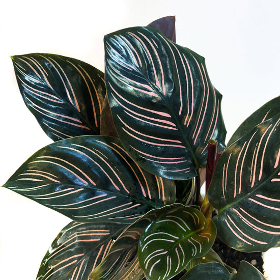 Pin Stripe Calathea - Live Plant in a 6 Inch Pot - Calathea Ornata - Beautiful Easy to Grow Air Purifying Indoor Plant (1 Plant)