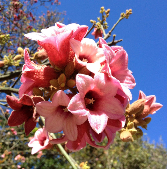 Pink Flame Tree - Live Plant in a 4 Inch Pot - Brachychiton Discolor - Striking Deciduous Flowering Tree