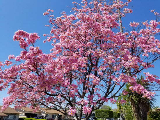 Pink Tabebuia Trumpet Tree - Live Plant in a 3 Gallon Pot - Tabebuia Heterophylla - Beautiful Flowering Tree