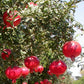 Pomegranate Tree - Live Plants in 4 Inch Growers Pots - Edible Fruit Bearing Tree for The Patio and Garden