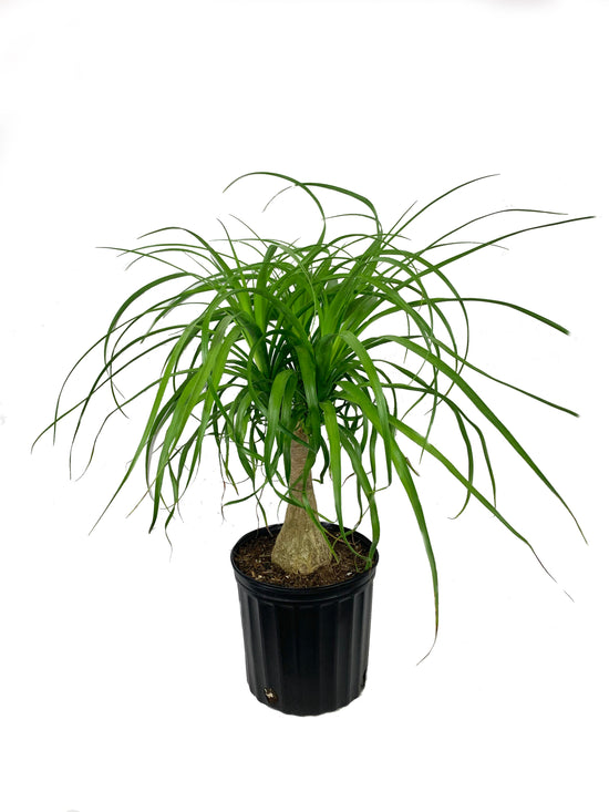 Ponytail Palm - Live Plant in an 8 Inch Pot - Beaucarnea Recurvata - Beautiful Clean Air Indoor Succulent Houseplant