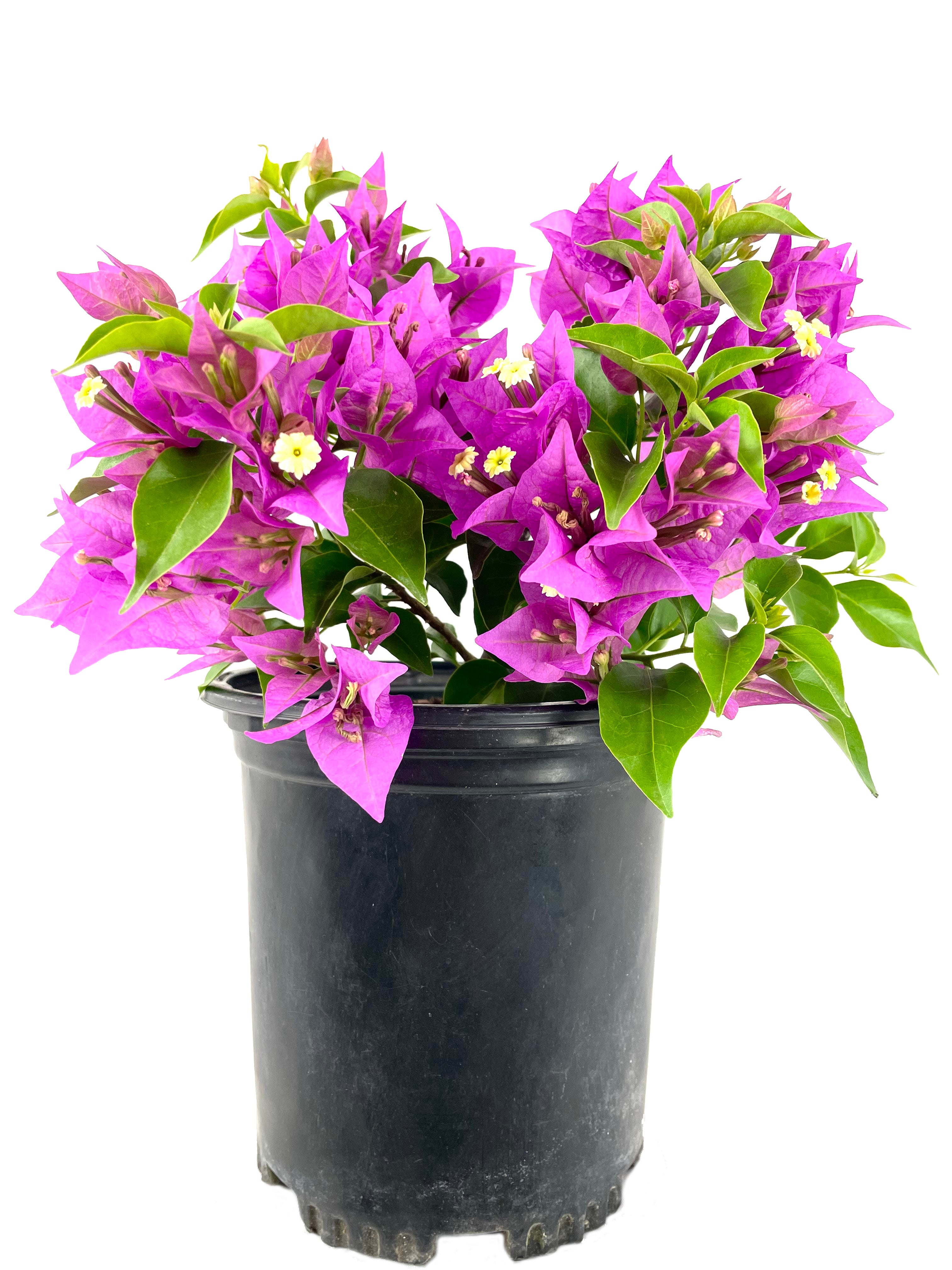 New River Purple Bougainvillea - Live Plant In A 6 Inch Grower's Pot 