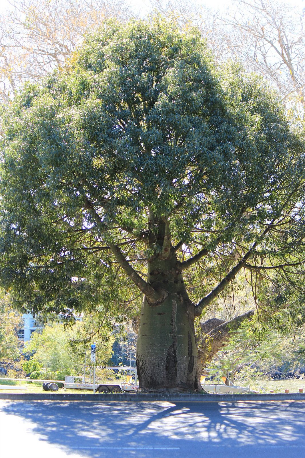 Brachychiton rupestris, Queensland bottle tree