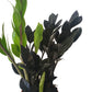 Rare Black ZZ Plant - Live Plant in a 6 Inch Pot - Zamioculcas Zamiifolia - Extremely Rare Air Purifying Indoor Plant