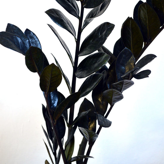 Rare Black ZZ Plant - Live Plant in a 6 Inch Pot - Zamioculcas Zamiifolia - Extremely Rare Air Purifying Indoor Plant