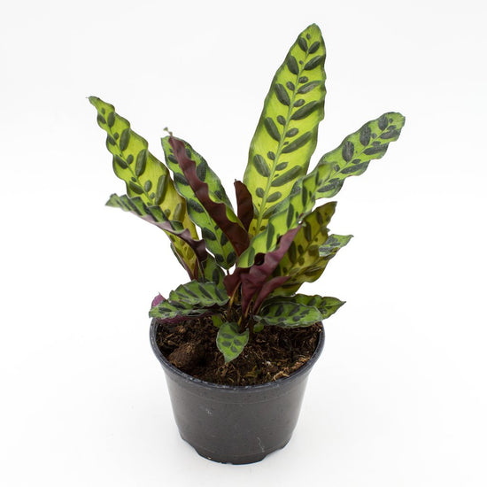 Rattlesnake Calathea - Live Plant in a 4 Inch Pot - Calathea Lancifolia - Beautiful Air Purifying Indoor Houseplant