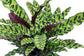 Rattlesnake Calathea - Live Plant in an 10 Inch Pot - Calathea Lancifolia - Beautiful Clean Air Indoor Houseplant