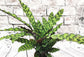 Rattlesnake Calathea - Live Plant in an 10 Inch Pot - Calathea Lancifolia - Beautiful Clean Air Indoor Houseplant
