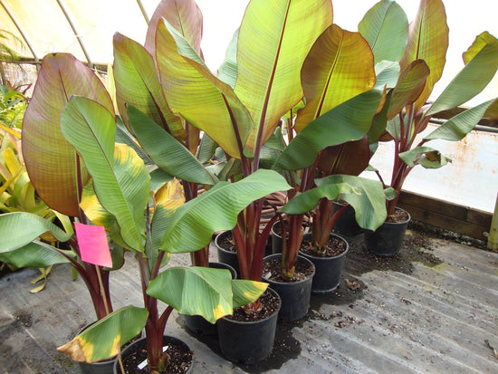 Red Banana Tree - Live Tree in a 3 Gallon Pot - Ensete Ventricosum &