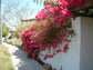 Red Bougainvillea with Trellis - Live Plant in a 3 Gallon Pot - Bougainvillea &