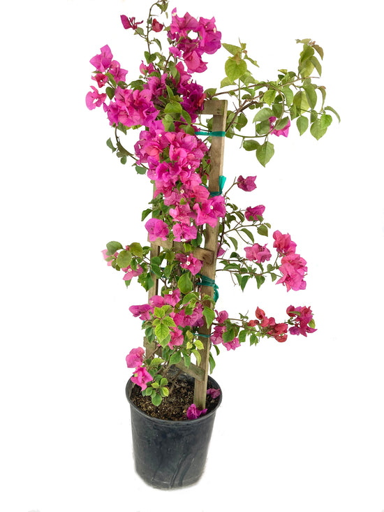 Red Bougainvillea with Trellis - Live Plant in a 3 Gallon Pot - Bougainvillea &