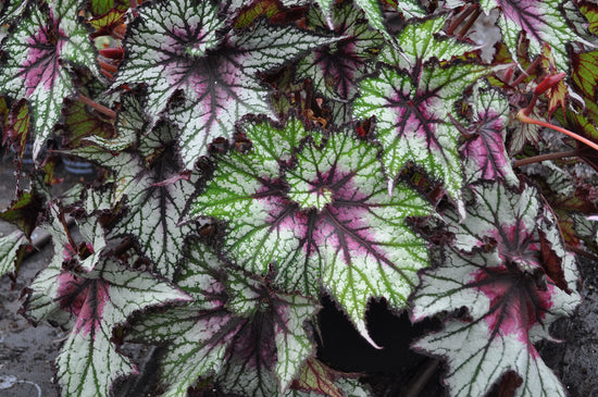 Begonia Rex Multi-Pack - 3 Live Plants in 4 Inch Pots -Begonia Rex Cultorum - Growers Choice Based on Health, Beauty and Availability - Florist Quality Indoor Houseplants from Florida