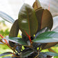 Rubber Plant - Live Plant in a 6 Inch Pot - Ficus Elastica “Burgundy” - Beautiful Easy Care Air Purifying Indoor Houseplant