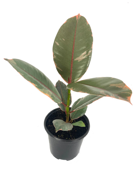 Ruby Ficus Rubber Plant - Live Plant in a 4 Inch Growers Pot - Ficus Elastica &