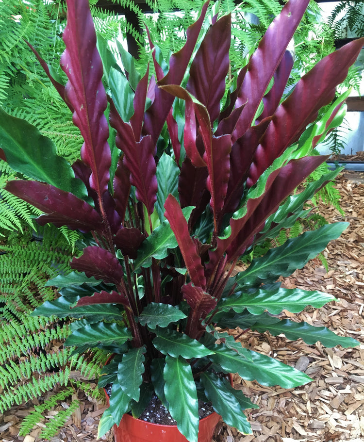 Pin Stripe Calathea - Live Plant in a 4 Inch Pot - Calathea Ornata -  Beautiful Easy to Grow Air Purifying Indoor Plant 