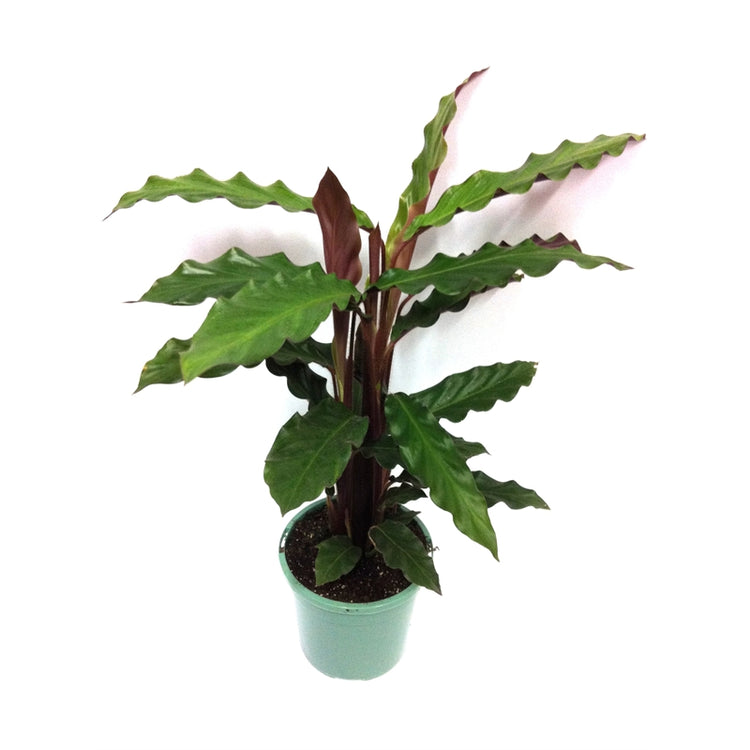 Pin Stripe Calathea - Live Plant in a 4 Inch Pot - Calathea Ornata -  Beautiful Easy to Grow Air Purifying Indoor Plant 