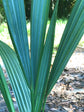 Sabal Minor - Dwarf Blue Stem Palmetto Palm - Live Plant in a 10 Inch Growers Pot - Native Ornamental Palms from Florida