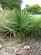 Sabal Minor - Dwarf Blue Stem Palmetto Palm - Live Plant in a 10 Inch Growers Pot - Native Ornamental Palms from Florida