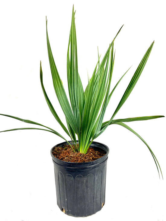 Sabal Minor - Dwarf Blue Stem Palmetto Palm - Live Plant in a 10 Inch Growers Pot - Native Ornamental Palms from Florida