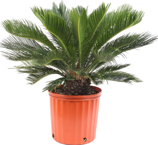 Sago Palm - Live Plant in a 10 Inch Pot - Cycas Revoluta - Beautiful Clean Air Indoor Outdoor Houseplant