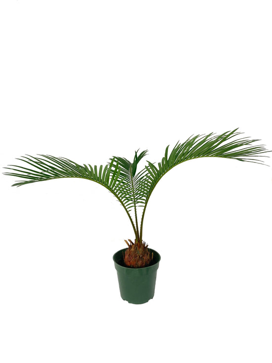 Sago Palm - Live Plant in a 4 Inch Pot - Cycas Revoluta - Beautiful Clean Air Indoor Outdoor Houseplant