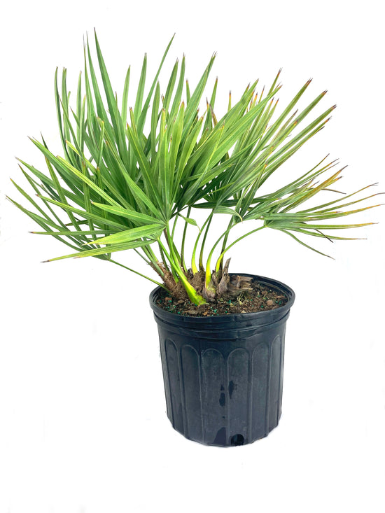 Hybrid Saw Palmetto - Live Plant in a 10 Inch Growers Pot - Serenoa Repens ‘Silver Green’ - Native Ornamental Palms from Florida