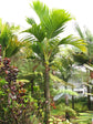 Seychelles Stilt Palm - Live Plant in a 3 Gallon Growers Pot - Verschaffeltia Splendida - Extremely Rare Ornamental Palms of Florida 1 Plant