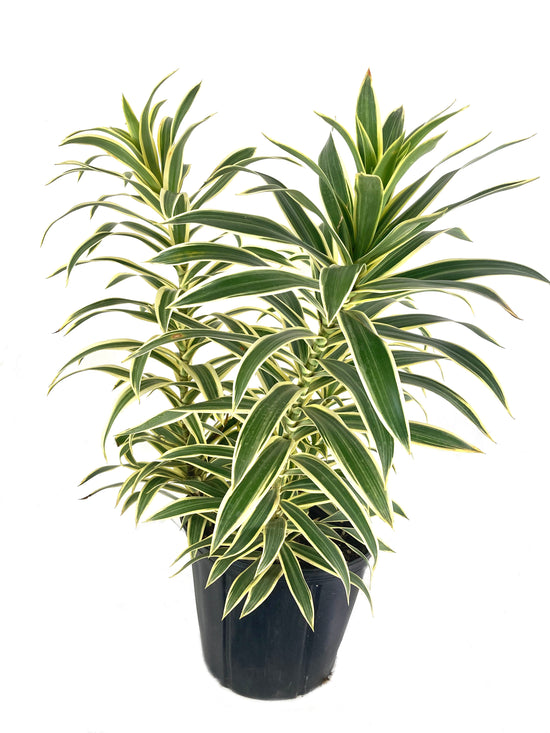 Song of India Plant - Live Plant in a 10 Inch Grower&