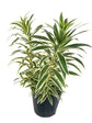 Song of India Plant - Live Plant in a 10 Inch Grower&