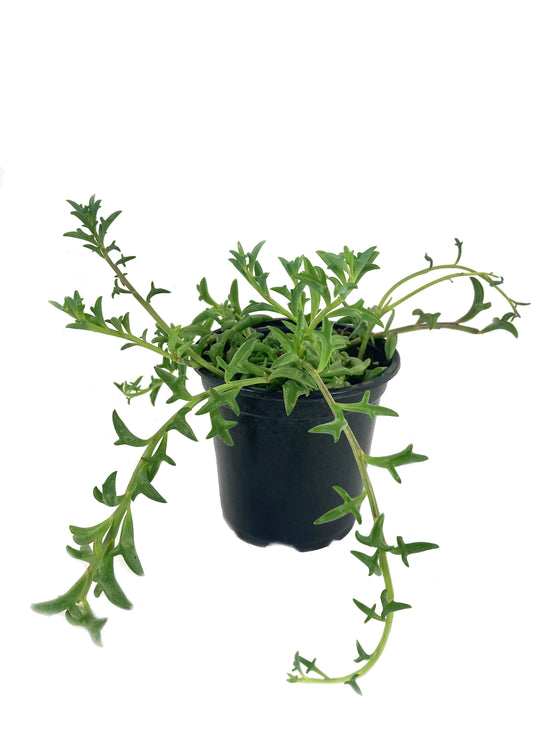 String of Dolphins - Live Starter Plant in a 4 Inch Pot - Senecio Peregrinus - Rare and Unique Trailing Succulent Vine