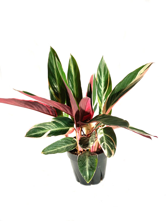 Tricolor Stromanthe Prayer Plant - Live Plant in an 8 Inch Pot - Stromanthe Sanguinea Triostar - Beautiful Easy to Grow Air Purifying Indoor Plant