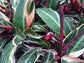 Tricolor Stromanthe Prayer Plant - Live Plant in an 6 Inch Pot - Stromanthe Sanguinea Triostar - Beautiful Easy to Grow Air Purifying Indoor Plant