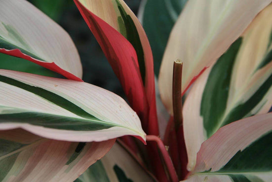 Tricolor Stromanthe Prayer Plant - Live Plant in an 6 Inch Pot - Stromanthe Sanguinea Triostar - Beautiful Easy to Grow Air Purifying Indoor Plant